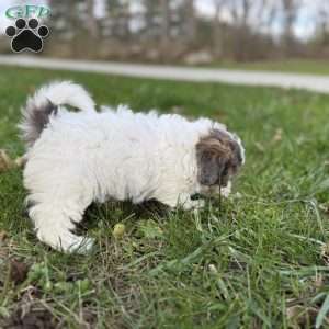 Hazel, Shih-Poo Puppy